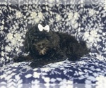 Small #5 ShihPoo
