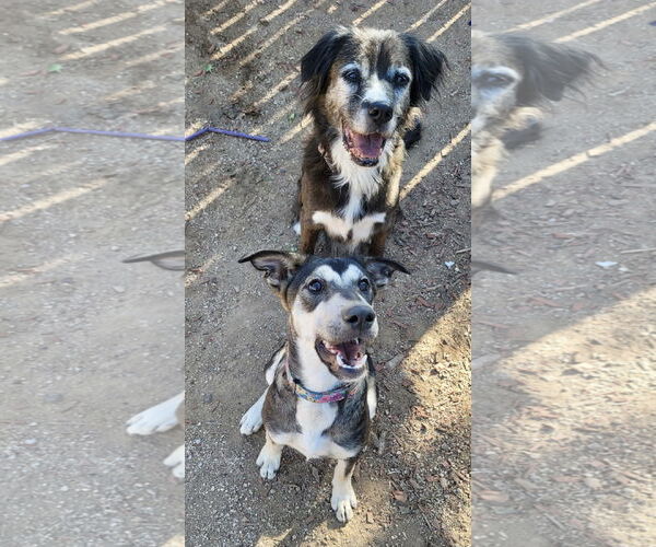 Medium Photo #4 Siberian Husky-Unknown Mix Puppy For Sale in Cedar Crest, NM, USA