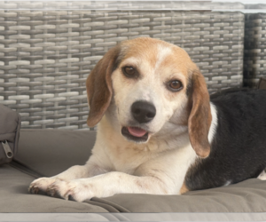 Beagle Dogs for adoption in Tampa, FL, USA