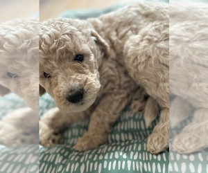 Goldendoodle Litter for sale in HILLSBOROUGH, NH, USA