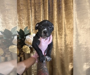 Medium American Bully