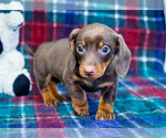 Small #5 Dachshund