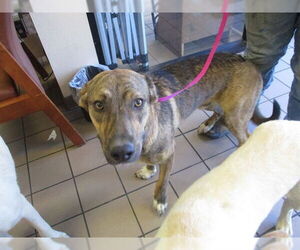 Mutt Dogs for adoption in Ocala, FL, USA
