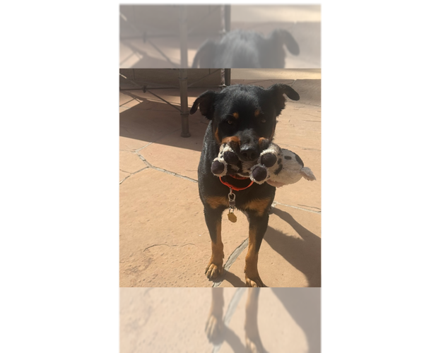 Medium Photo #9 Rottweiler Puppy For Sale in Gilbert, AZ, USA