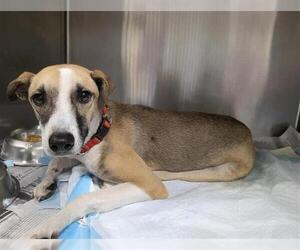 Beagle-Unknown Mix Dogs for adoption in San Antonio, TX, USA