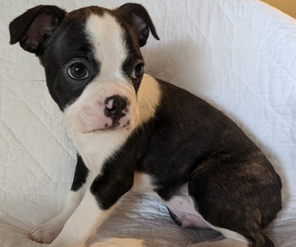 Medium Photo #1 Boston Terrier Puppy For Sale in PECULIAR, MO, USA