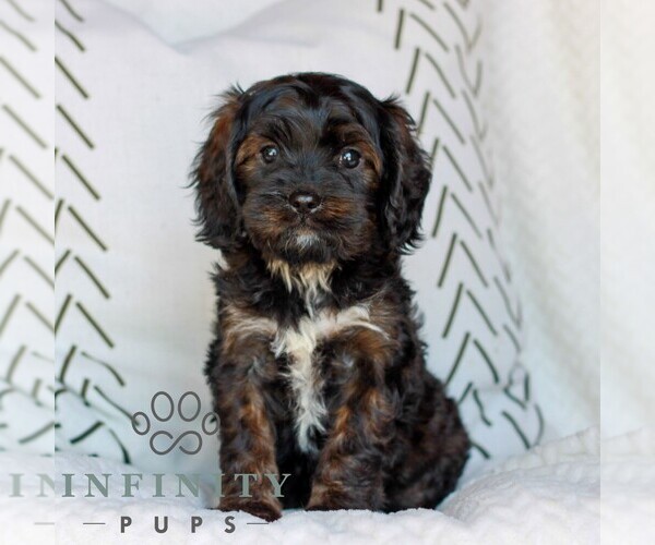 Medium Photo #3 Cavapoo (Miniature) Puppy For Sale in ELIZABETHTOWN, PA, USA