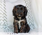 Small #2 Cavapoo (Miniature)