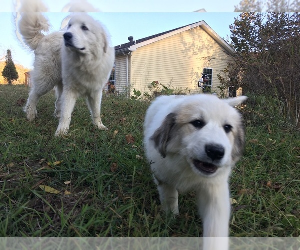 Medium Photo #6 Great Pyrenees Puppy For Sale in FRAKES, KY, USA