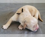 Small Photo #4 Golden Retriever Puppy For Sale in BURLINGTON, WI, USA
