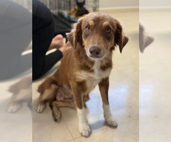 Medium Photo #2 Australian Shepherd-Unknown Mix Puppy For Sale in Jefferson, NJ, USA