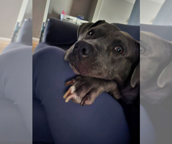 Medium Photo #4 American Pit Bull Terrier-Unknown Mix Puppy For Sale in SACRAMENTO, CA, USA