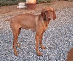 Small Photo #1 Hungarian Pointer Puppy For Sale in MARANA, AZ, USA