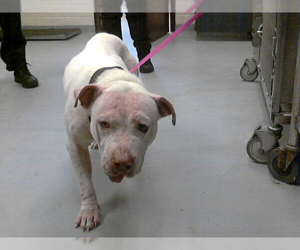 Medium Photo #1 American Bulldog-Unknown Mix Puppy For Sale in Fayetteville, NC, USA