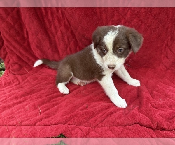 Medium Photo #11 Borador Puppy For Sale in MARION, VA, USA