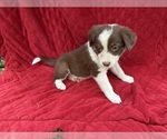 Puppy Selena Borador