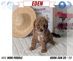Small #10 Poodle (Miniature)
