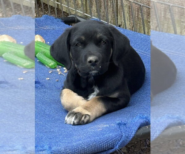 Medium Photo #1 Boxador Puppy For Sale in Bolivar, MO, USA