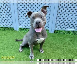 American Pit Bull Terrier Dogs for adoption in West Palm Beach, FL, USA