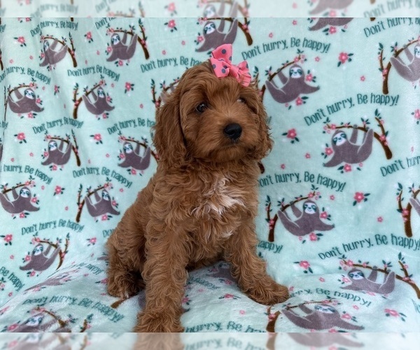 Medium Photo #7 Cavapoo (Miniature) Puppy For Sale in LAKELAND, FL, USA