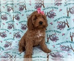 Small #6 Cavapoo (Miniature)