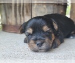 Small Photo #26 Yorkshire Terrier Puppy For Sale in MANES, MO, USA