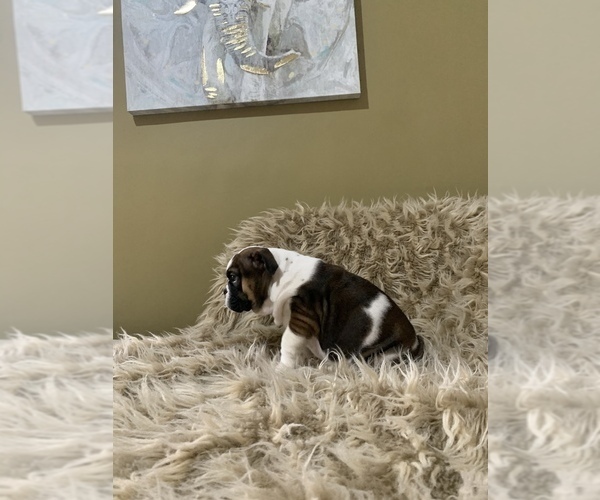 Medium Photo #2 English Bulldog Puppy For Sale in SAN DIEGO, CA, USA