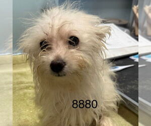 Maltese Dogs for adoption in Chico, CA, USA