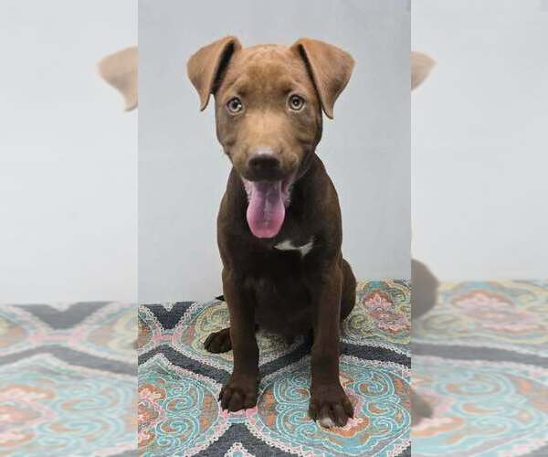 Medium Photo #4 Labrador Retriever-Unknown Mix Puppy For Sale in Brewster, NY, USA
