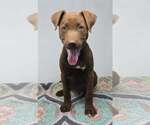 Small #3 Labrador Retriever Mix