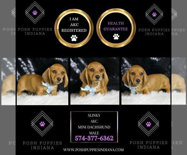 Medium Photo #5 Dachshund Puppy For Sale in WARSAW, IN, USA