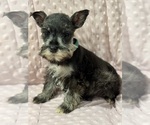 Puppy Keroppi Schnauzer (Miniature)