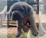 Small #10 Cane Corso