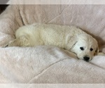 Small Photo #5 English Cream Golden Retriever Puppy For Sale in BRENHAM, TX, USA