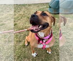 Small Boxer Mix