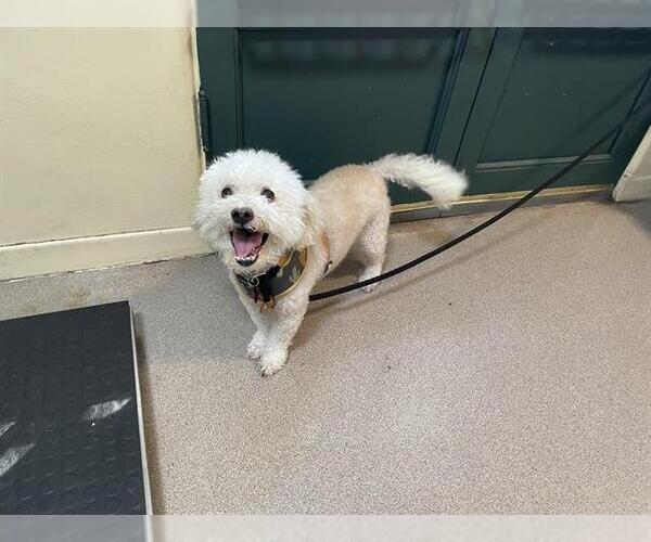 Medium Photo #1 Poodle (Miniature) Puppy For Sale in Pasadena, CA, USA