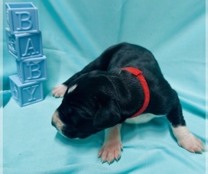 Great Dane Puppy for sale in MARSHVILLE, NC, USA