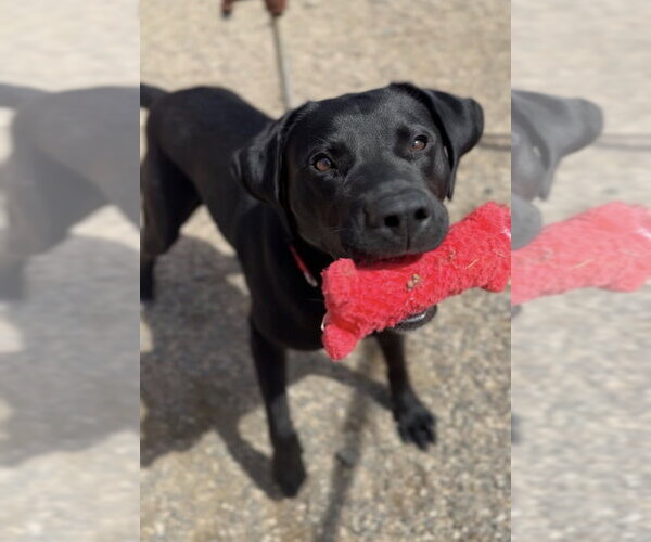 Medium Photo #6 Labrador Retriever-Unknown Mix Puppy For Sale in Bemidji, MN, USA