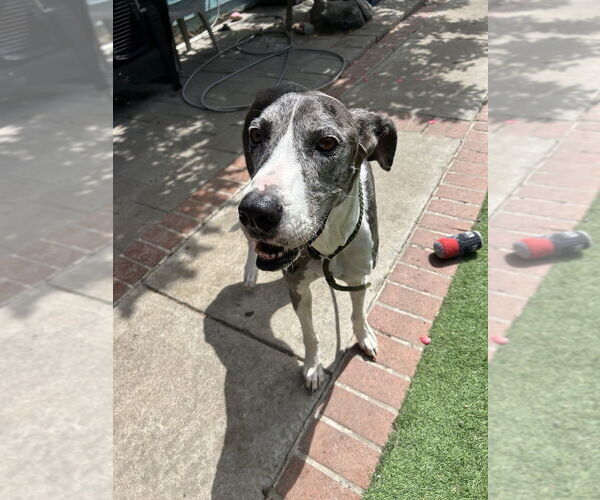 Medium Photo #2 Great Dane Puppy For Sale in San Diego , CA, USA