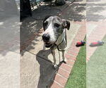 Small #1 Great Dane