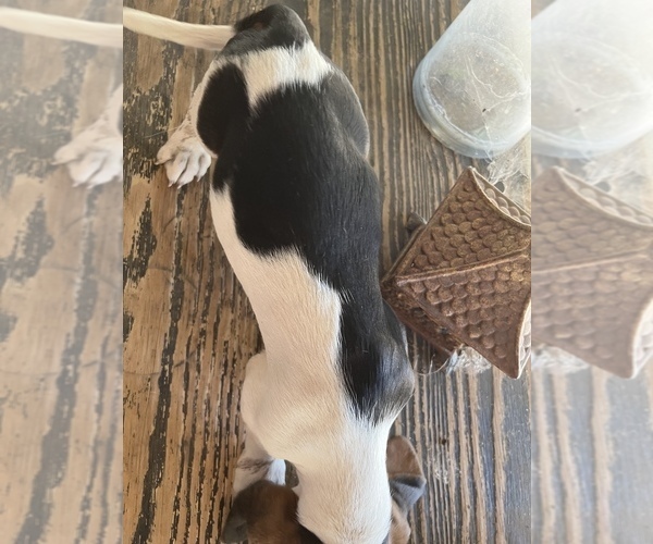 Medium Photo #6 Basset Hound Puppy For Sale in SQUAW VALLEY, CA, USA