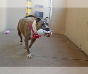 Staffordshire Bull Terrier-Unknown Mix Dogs for adoption in McKinney, TX, USA