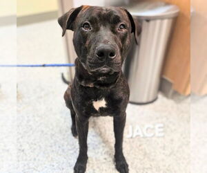 American Staffordshire Terrier-Unknown Mix Dogs for adoption in Maryville, TN, USA