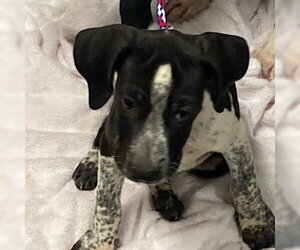 Pointer-Unknown Mix Dogs for adoption in Las Vegas, NV, USA
