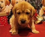 Small Photo #17 Labrador Retriever Puppy For Sale in BUFFALO, NY, USA