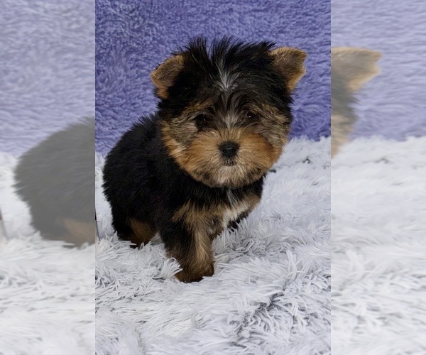 Medium Photo #5 Yorkshire Terrier Puppy For Sale in SANDY HOOK, KY, USA