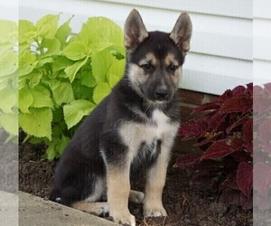 German Shepherd Dog-Siberian Husky Mix Puppy for sale in FREDERICKSBG, OH, USA