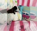 Small #13 French Bulldog
