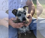 Small Photo #3 Australian Cattle Dog Puppy For Sale in CHAUNCEY, GA, USA