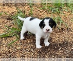 Puppy 3 Brittany-Jack Russell Terrier Mix
